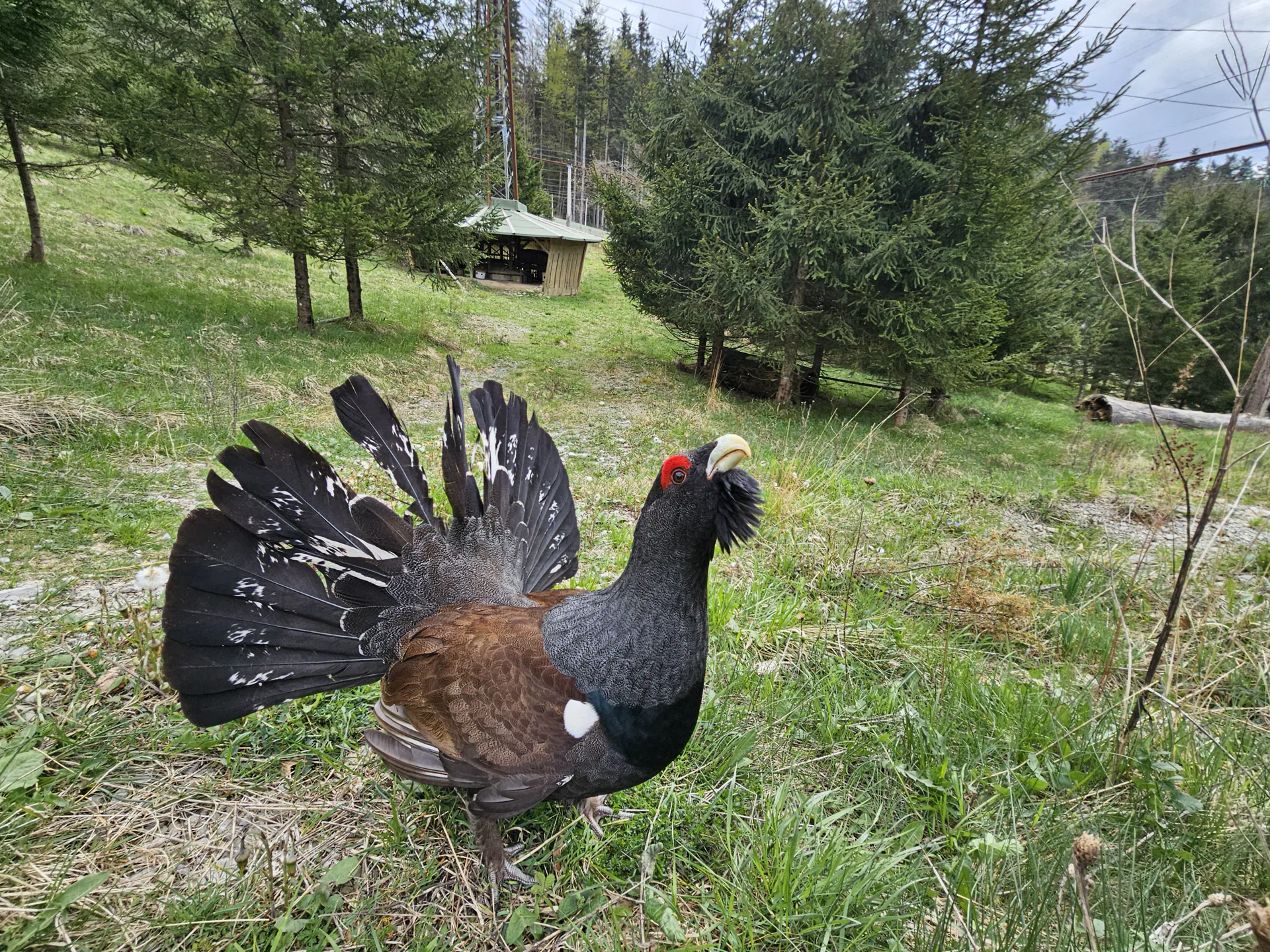 Saznajte sve što niste znali o tetrijebima – od „oca“ tetrijeba, dr.sc. Ivice Križa