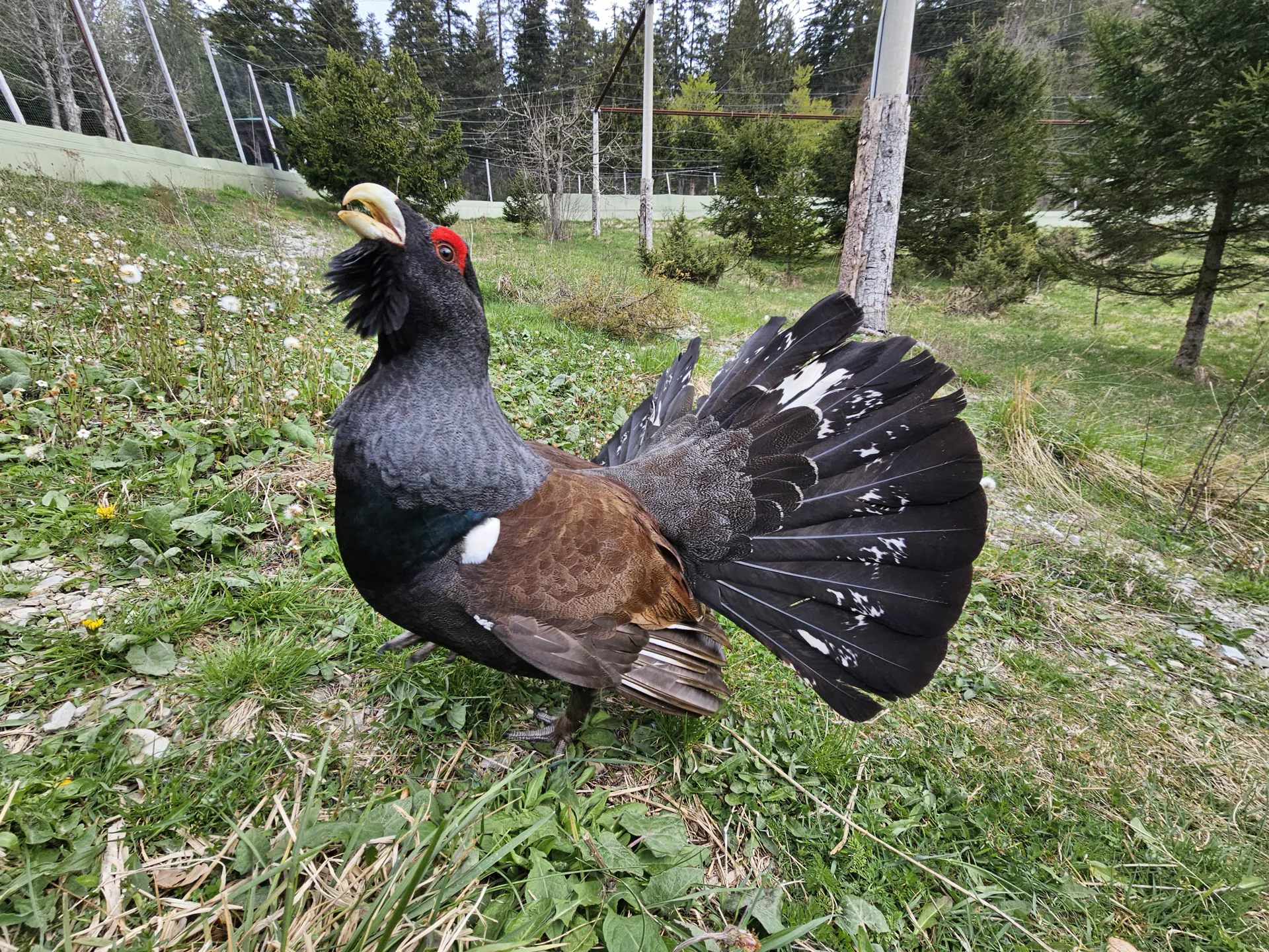 Promocija knjige dr. sc. Ivice Križa: “Izazov kontroliranog uzgoja tetrijeba gluhana u Gorskom kotaru”