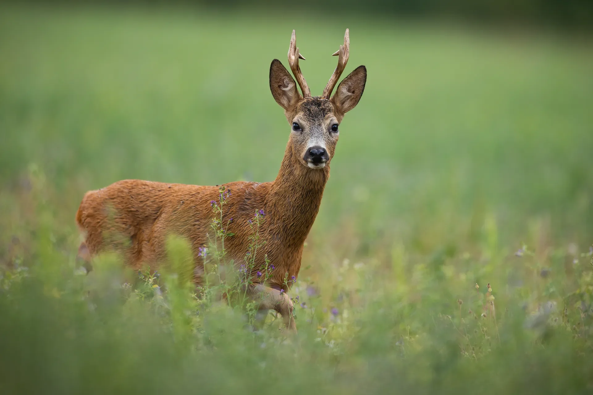 Počela je lovna sezona na srnjaka (Capreolus capreolus L.)