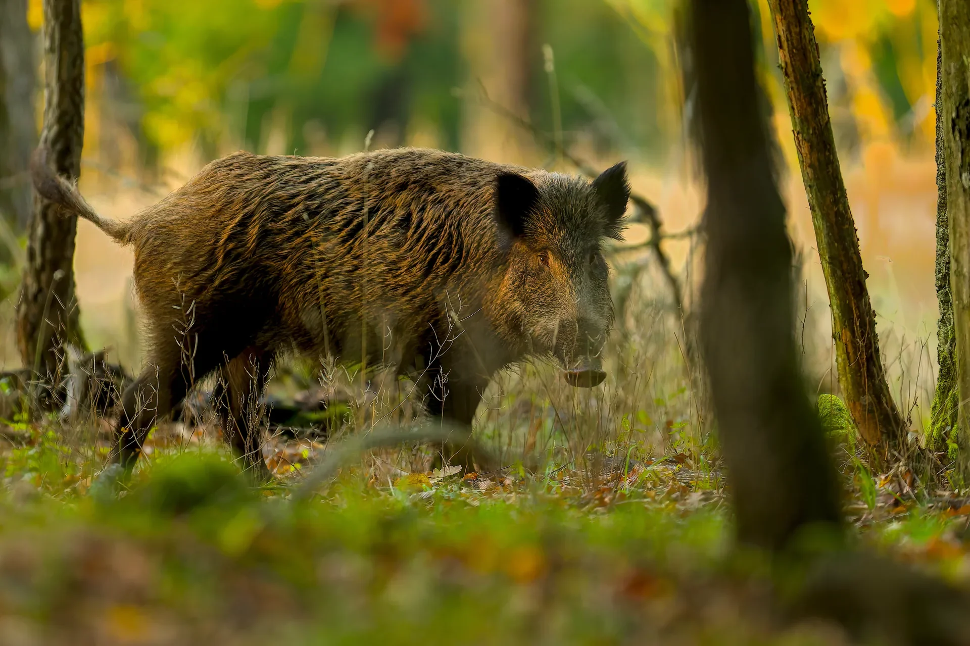Najava: Međunarodni simpozij o divljoj svinji