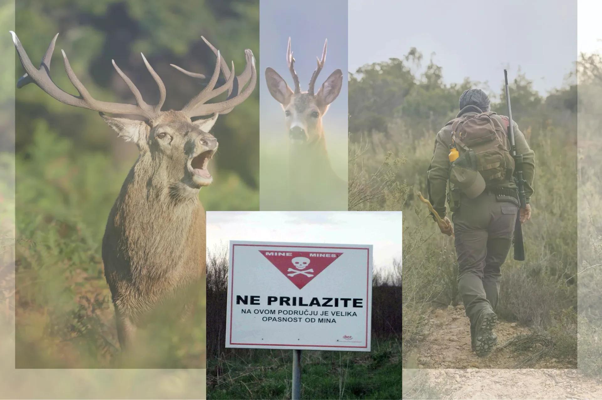 U znanstvenom časopisu SCIENCE objavljen rad prof. dr. sc. Nikice Šprema i suradnika